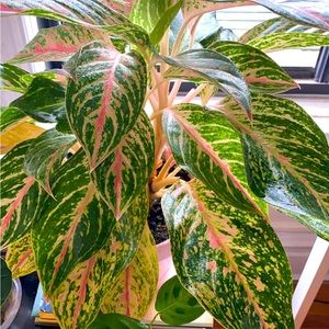 Meet your Posher, Lilly